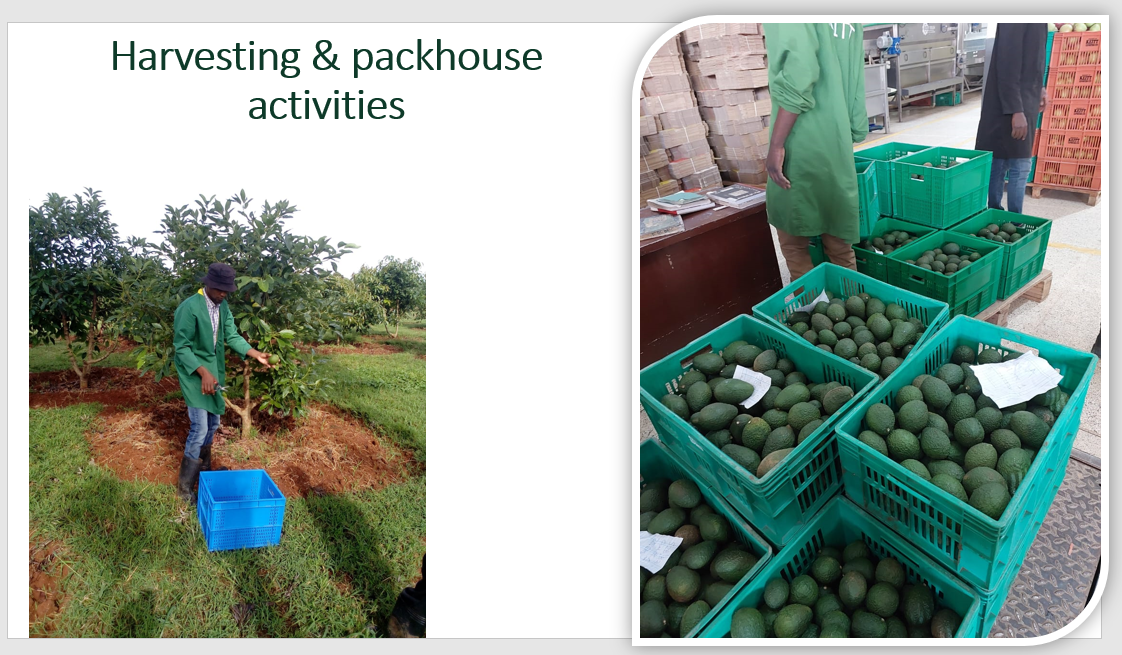 Harvesting-Packhouse